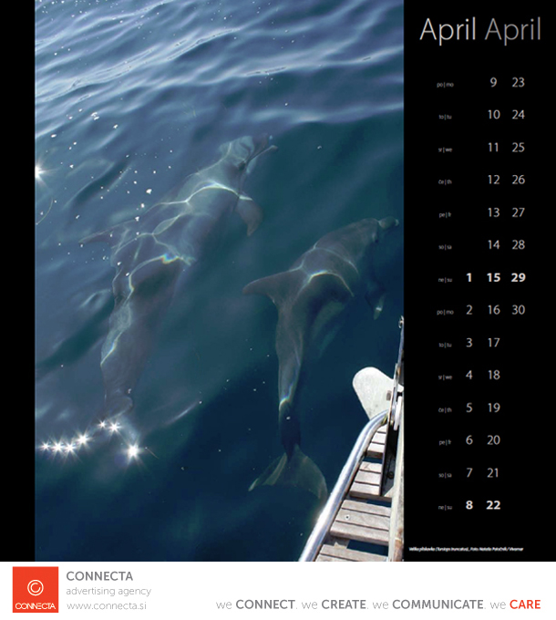 fotografija delfini vivamar